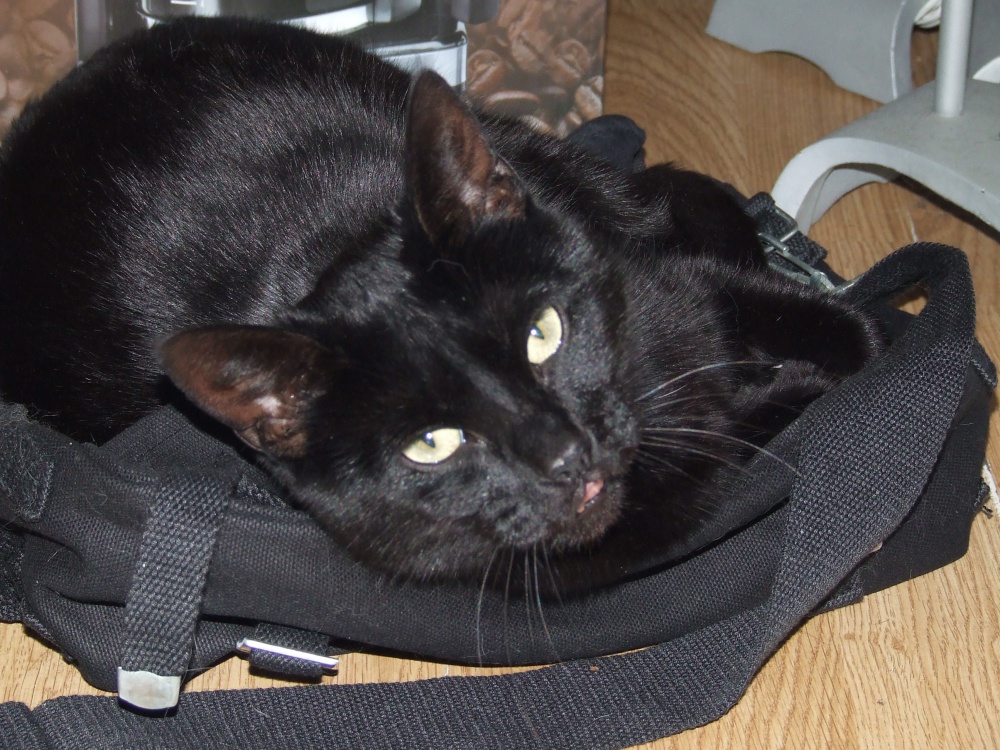 Gediman The Black Cat